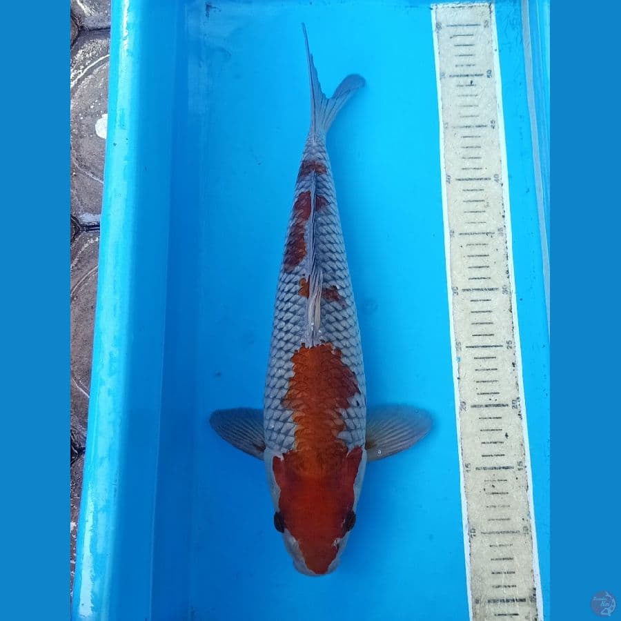44cm ochiba jozz