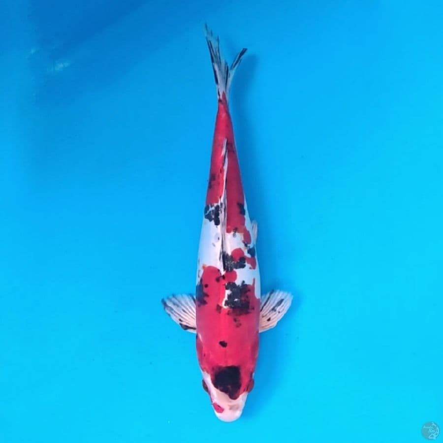 showaHikari doitsu31