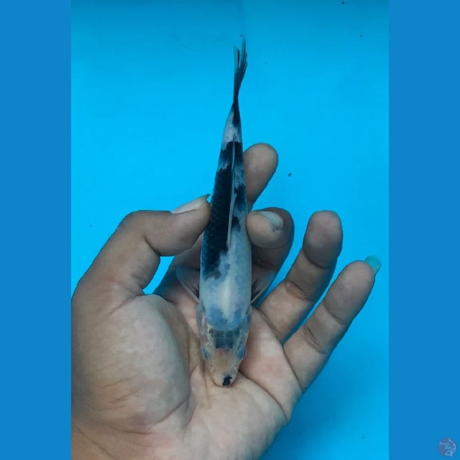 SHIRO 16cm