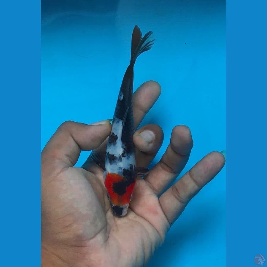 TANCHO SHOWA 15cm