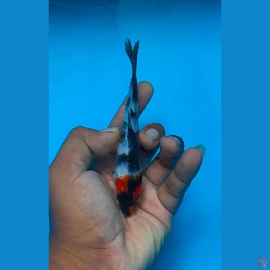 TANCHO SHOWA 14cm
