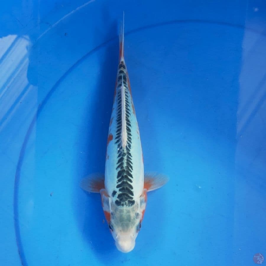 SHUSUI 25CM