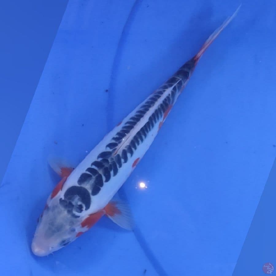 SHUSUI 26cm