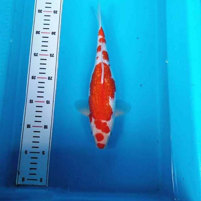 KUCIBENI KOHAKU