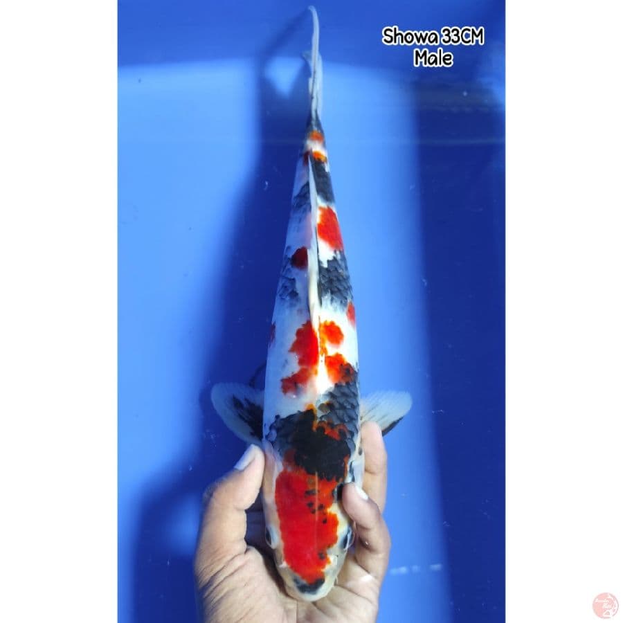 Showa 33CM