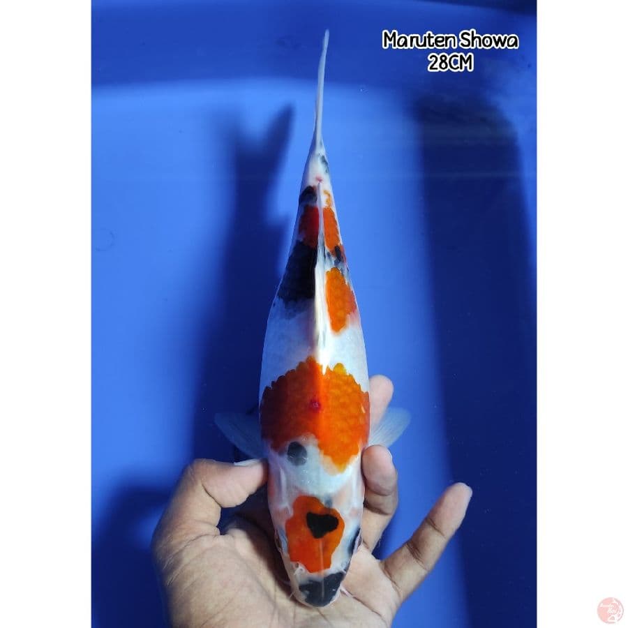 Showa 28CM