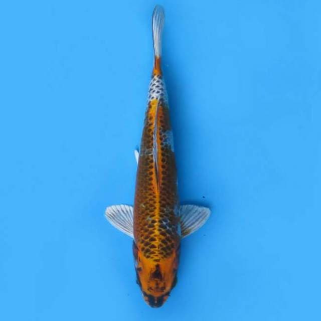 Kujaku 24cm