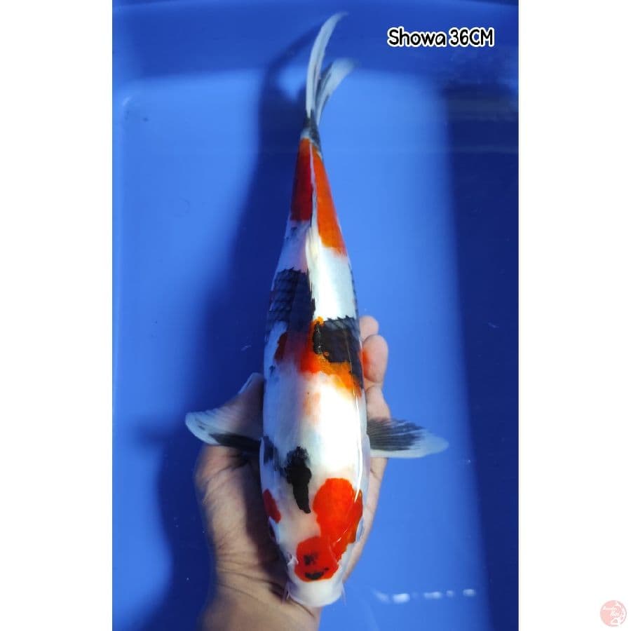 Kindai Showa 36CM