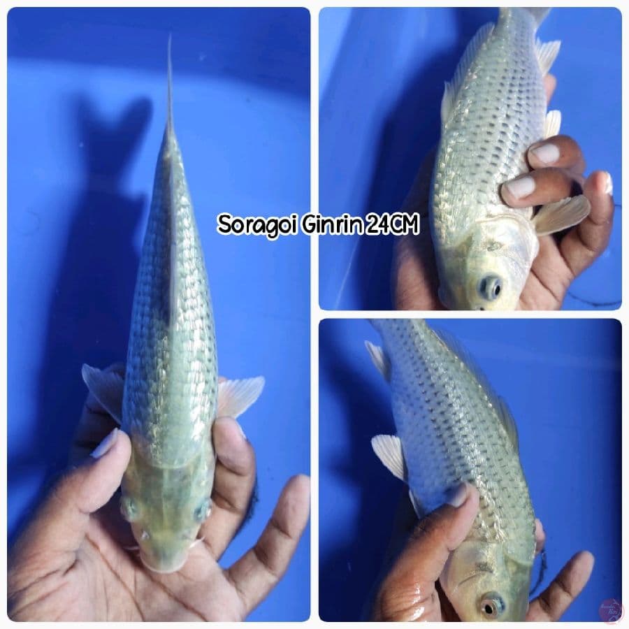 Soragoi Ginrin 24CM