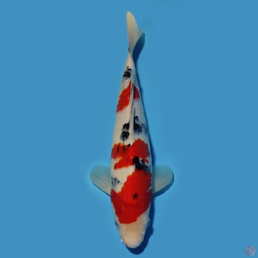 Taiso sanke 29 cm jantan