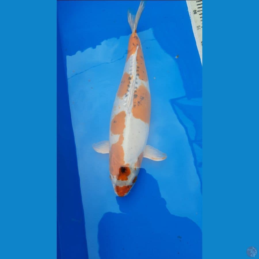 Kujaku Doitsu 47 Cm