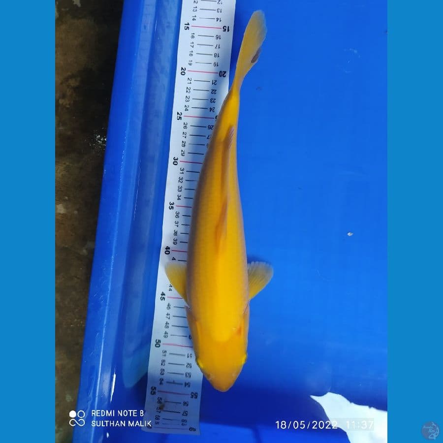 karasi Matamerah 36 cm