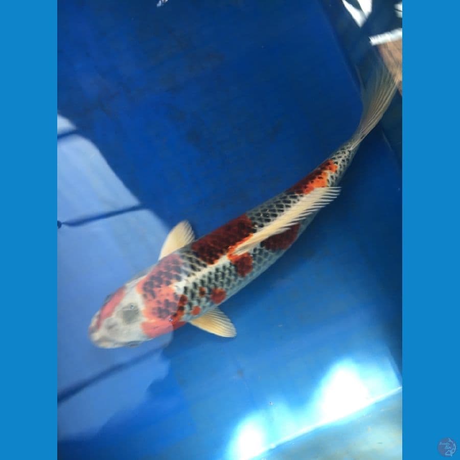 RED KUJAKU SQ 32cm