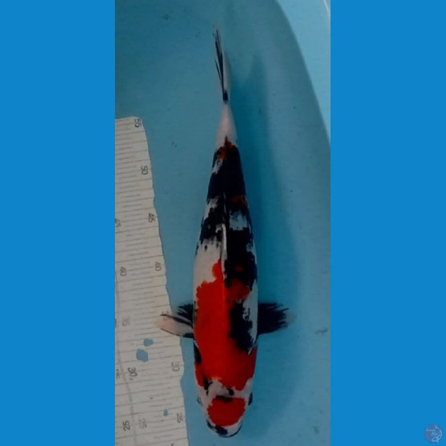 40 cm