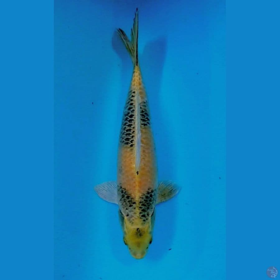 ki kin utsuri 40 cm