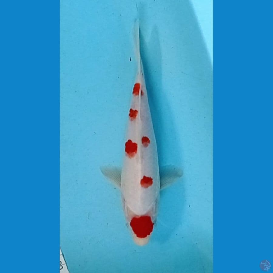 kohaku maruten sakura