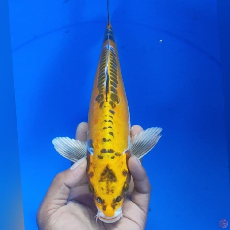 kinkiko 32cm