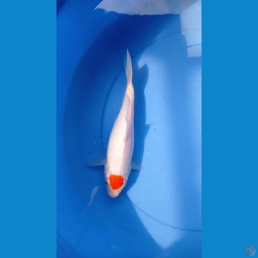 tc kohaku 20cm