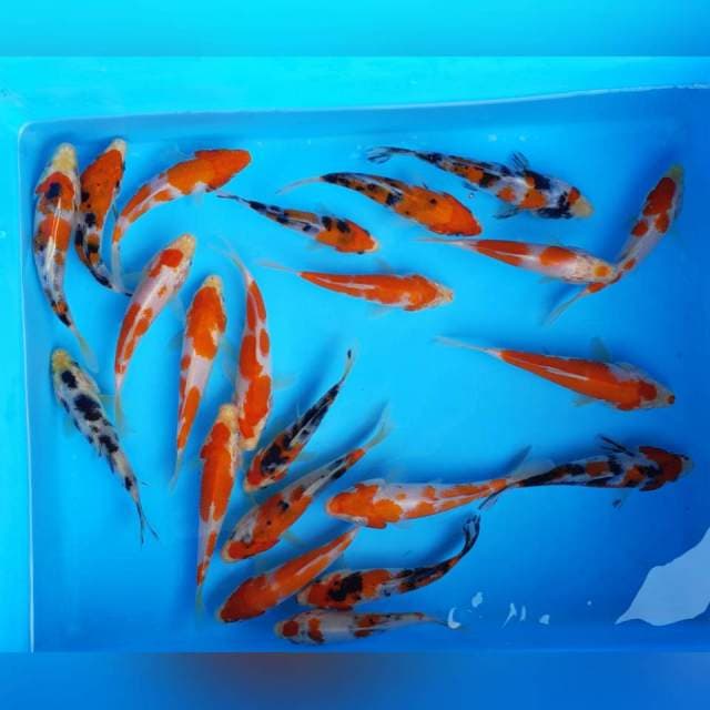 Mix spesial kohaku sanke