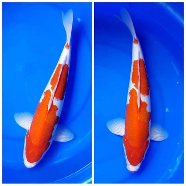 Kohaku male