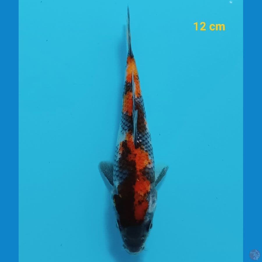 showa 12 cm