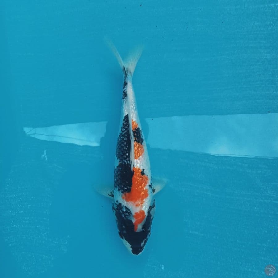showa gindrin 28cm