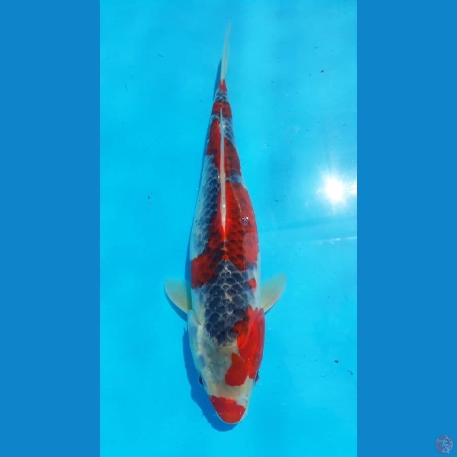 GHOSIKI RACING / 33cm / F