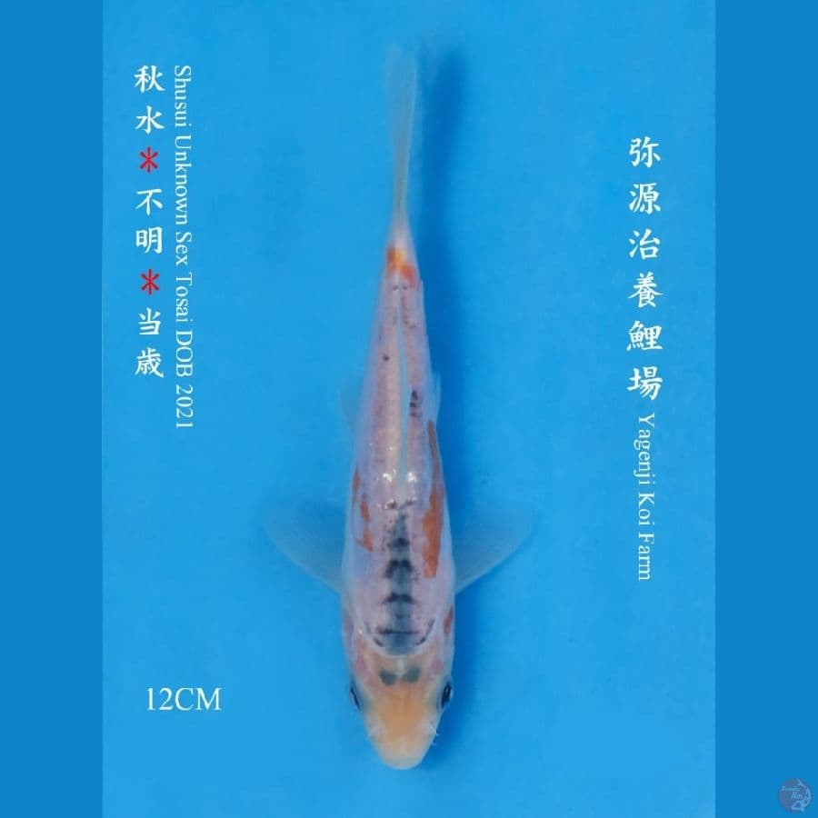 hana sushui import
