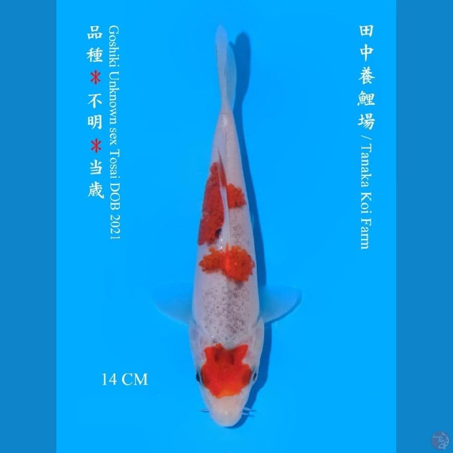 maruten goshiki import