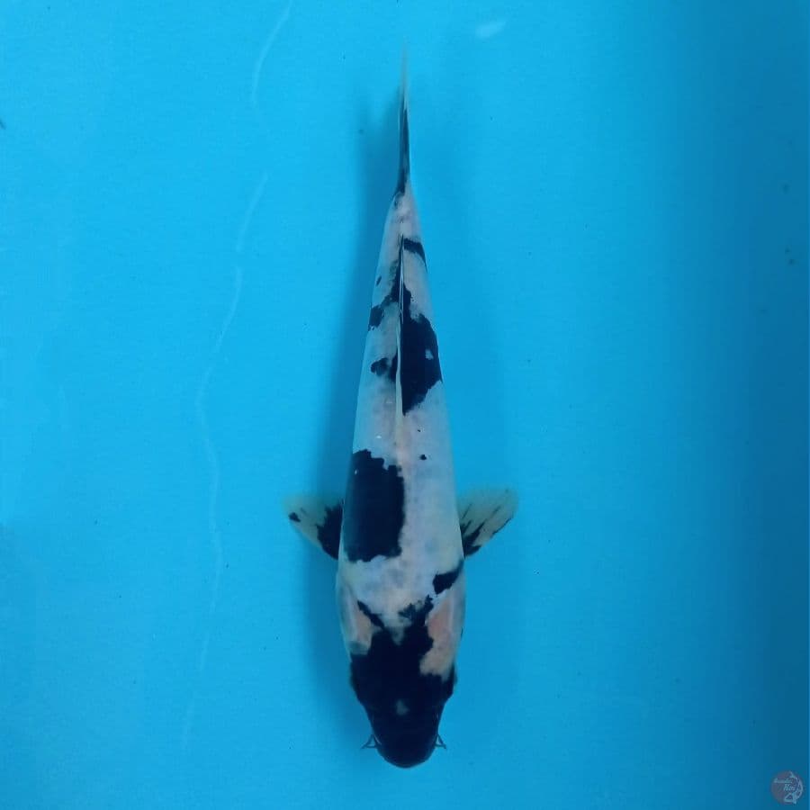 shiro doitsu, 19 cm