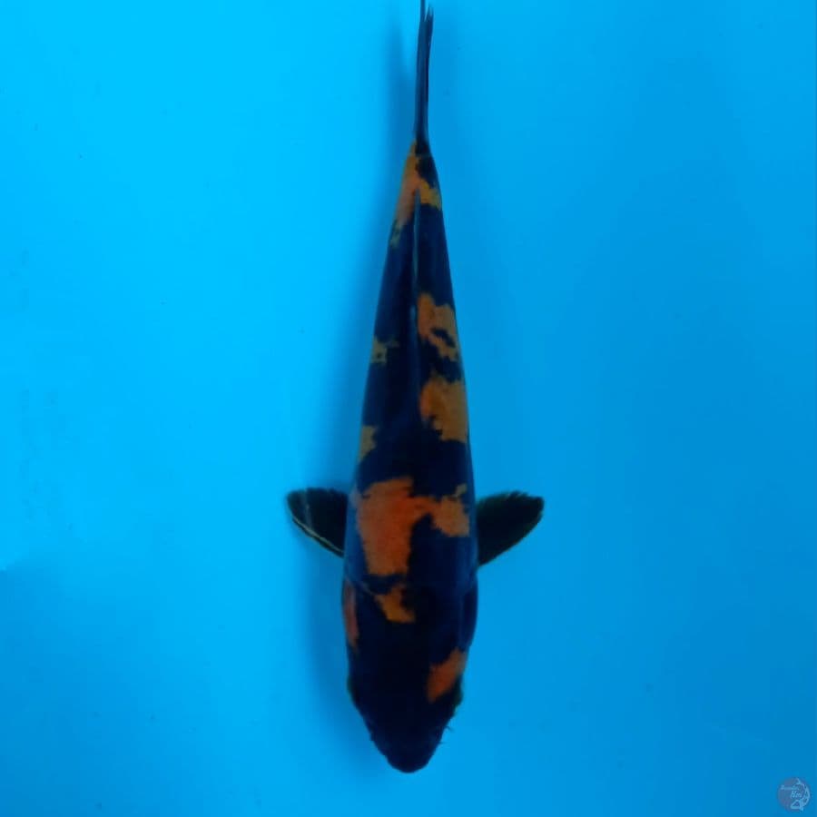hi utsuri doitsu, 16 cm