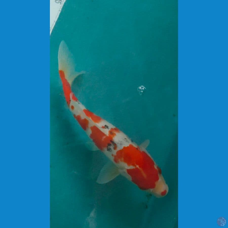 sanke 28cm