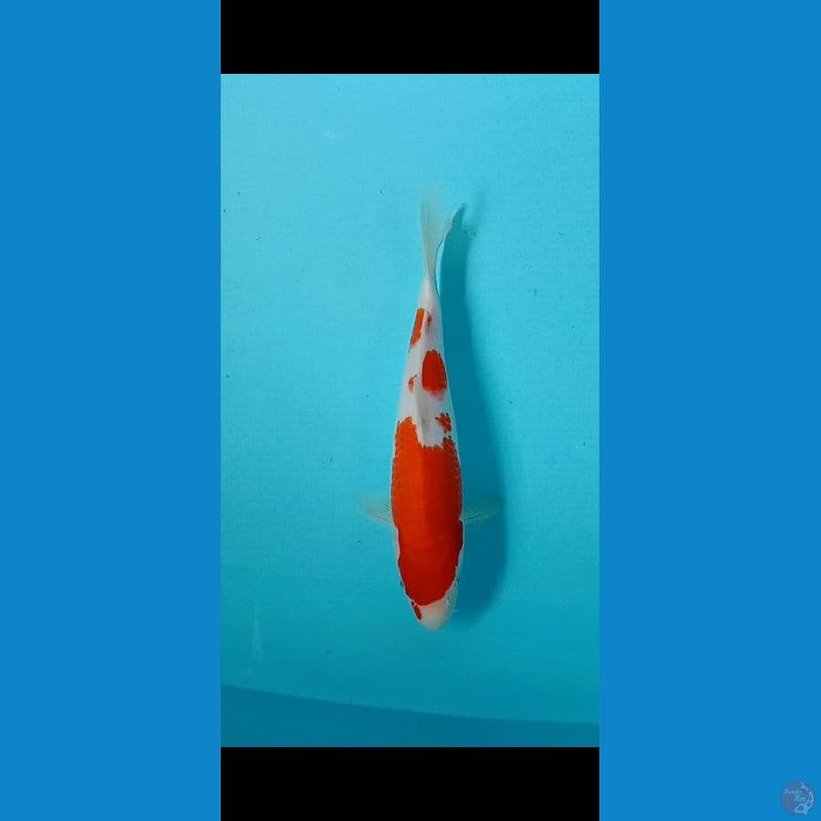 kohaku merah strong 25up