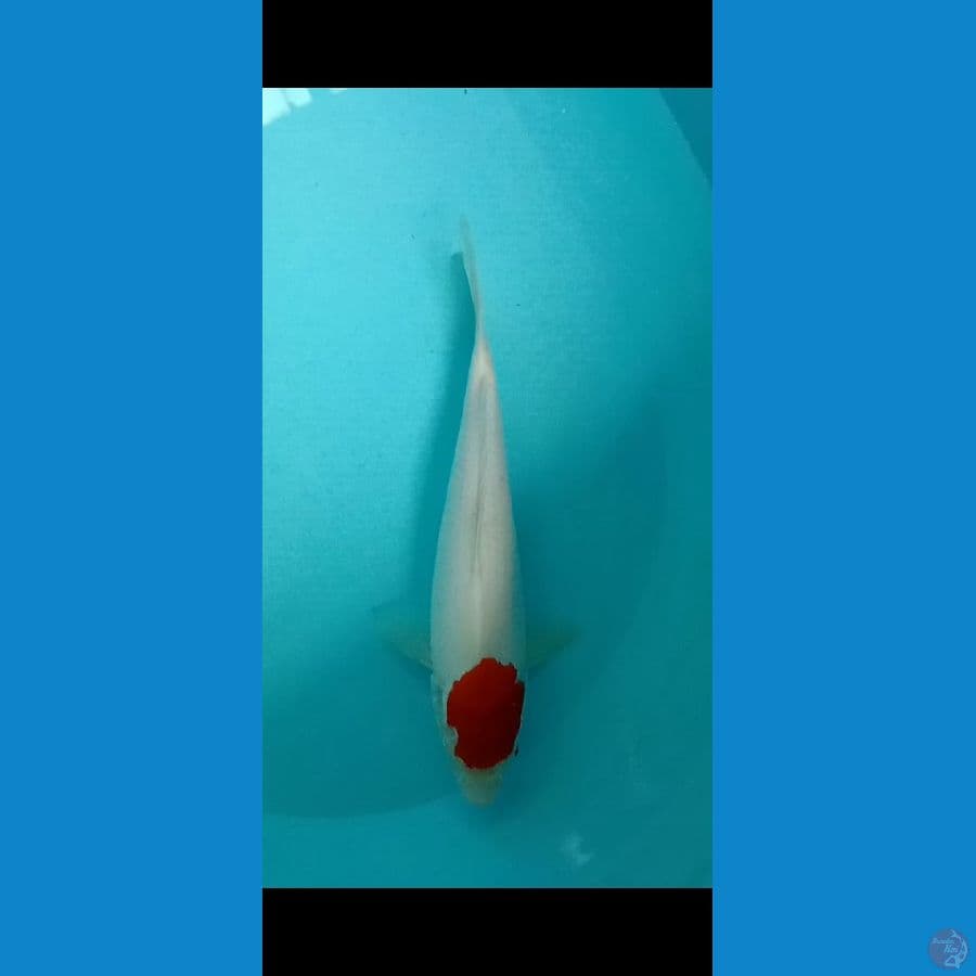 tanco kohaku body jumbo 25up female