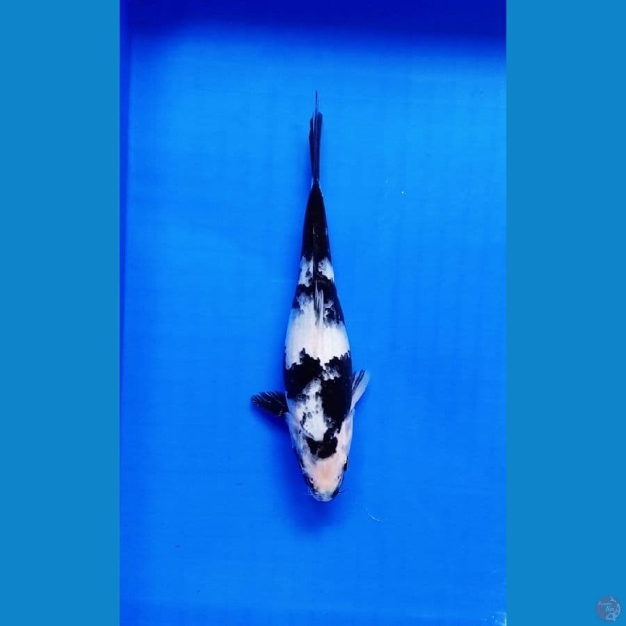 SHIRO 28cm FEMALE