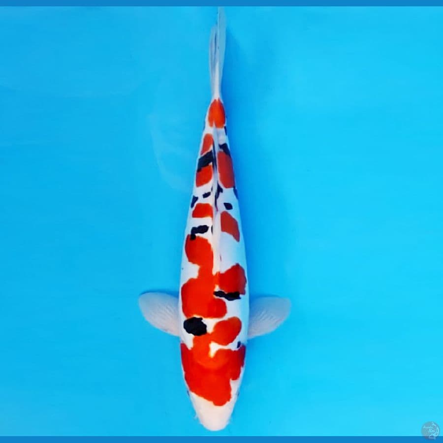 ASSASSIN 1 ~ SANKE DOITSU MURNI 32 cm/fm ™