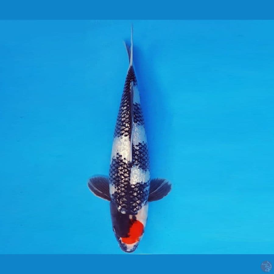 ASSASSIN 4 ~ TANCHO SHOWA GIN RIN 32 cm/male ™