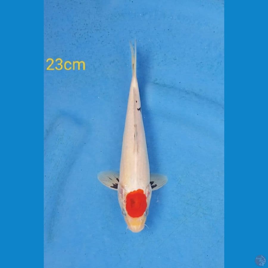 tancho 23cm