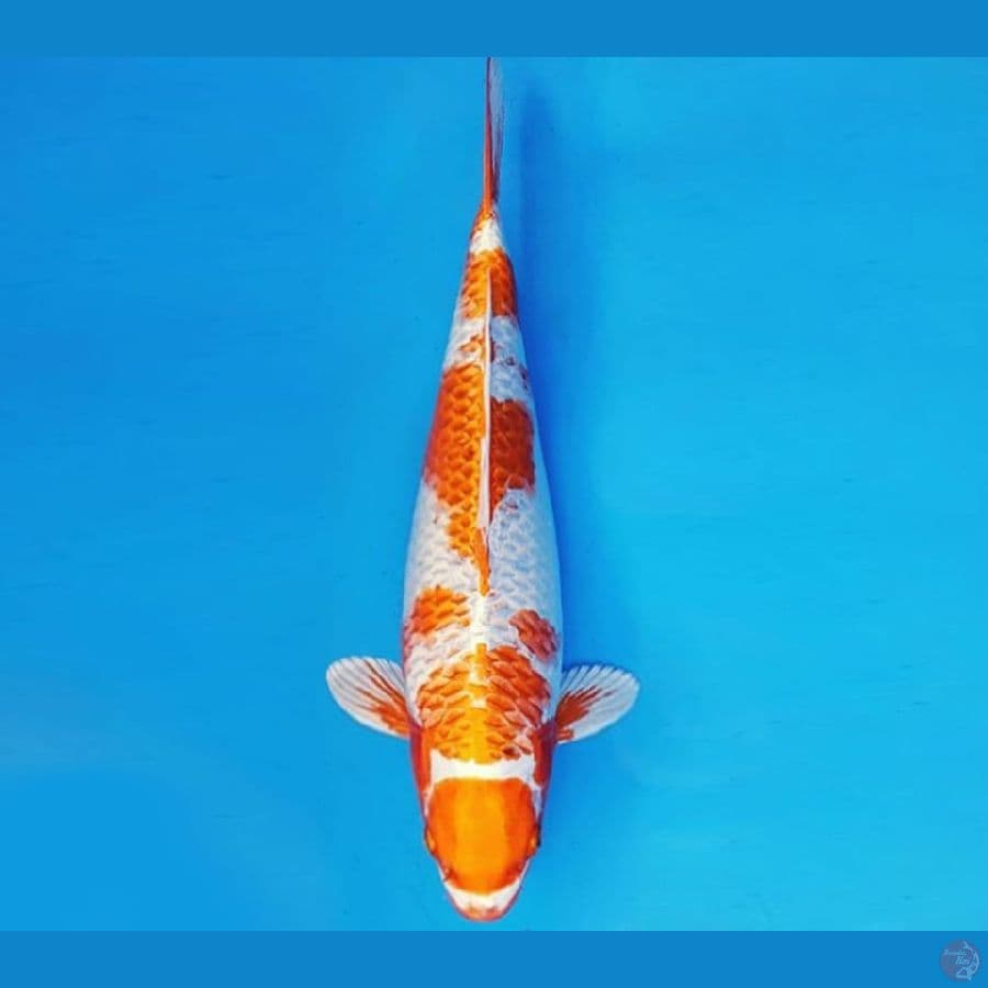 ASSASSIN 13 ~ MARUTEN KUJAKU JUMBO 39 cm/fm ™