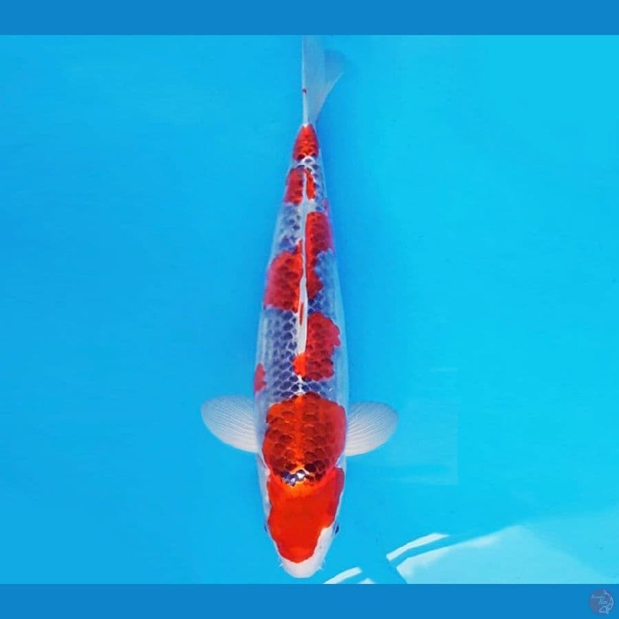 ASSASSIN 14 ~ GOSHIKI 35 cm/fm ™