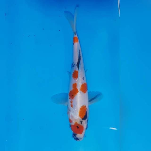 Maruten showa tategoi