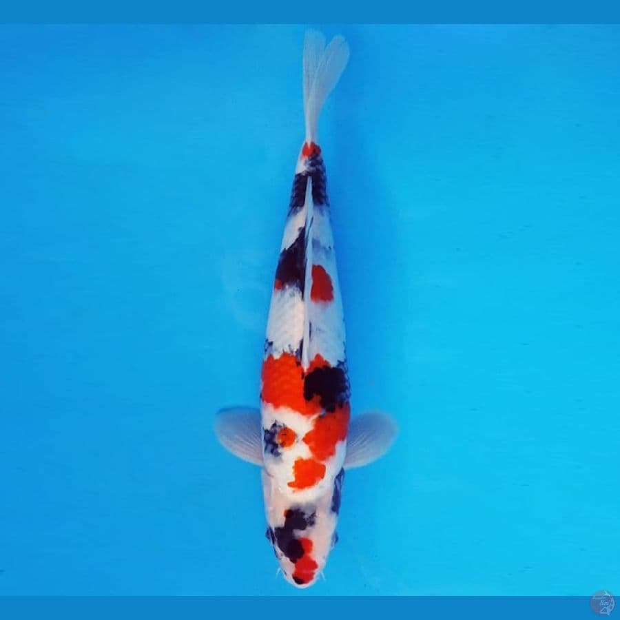 ASSASSIN 15 ~ KINDAI SHOWA 30 cm/male ™
