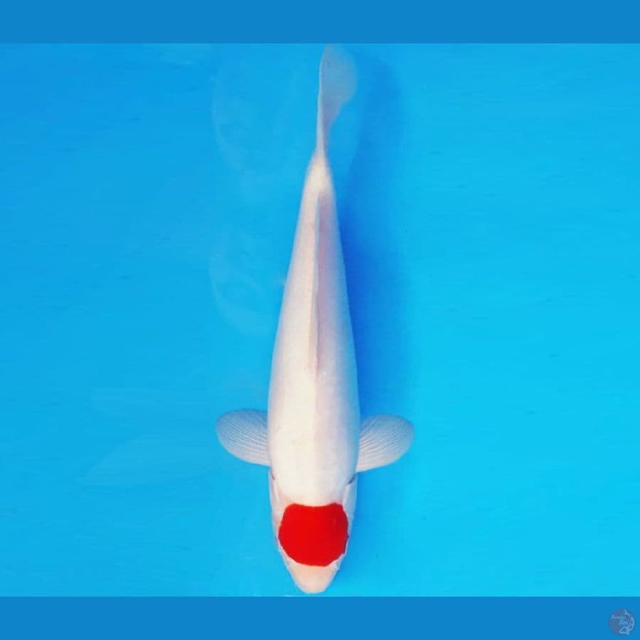 ASSASSIN 16 ~ ORIGINAL TANCHO 28 cm/male ™
