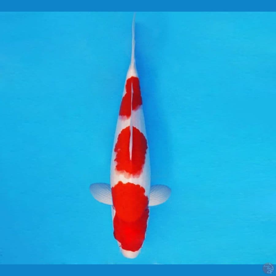 ASSASSIN 19 ~ KOHAKU 26 cm/male ™