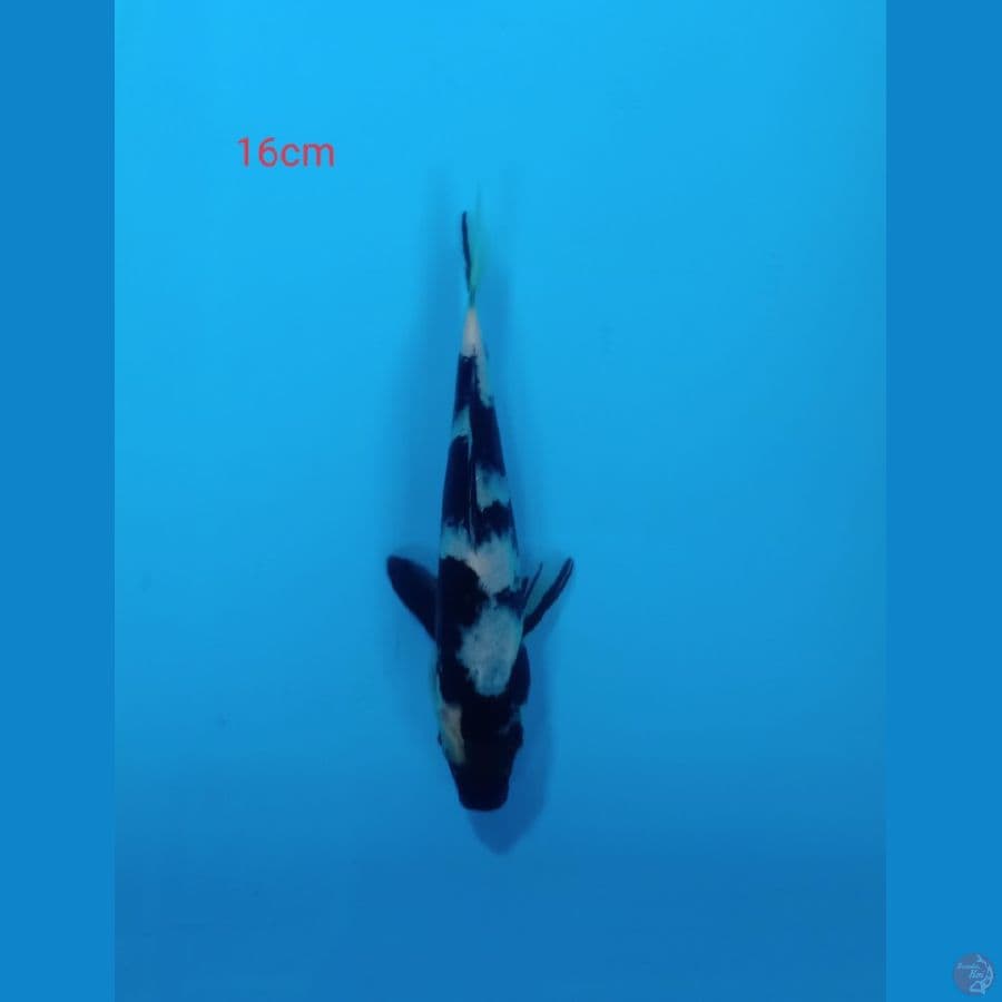 shiro 16cm