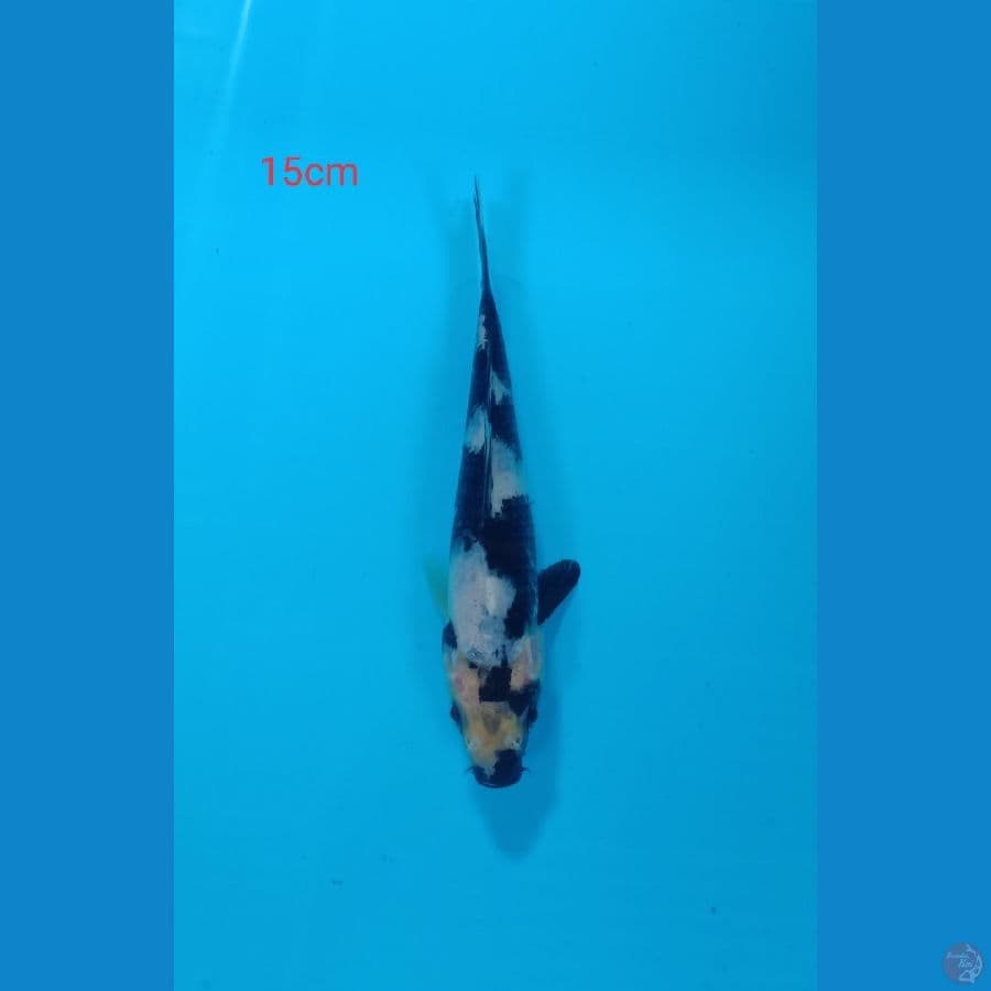 shiro 15cm