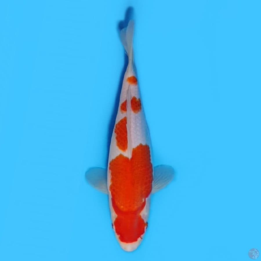 Short Body Kohaku 28cm