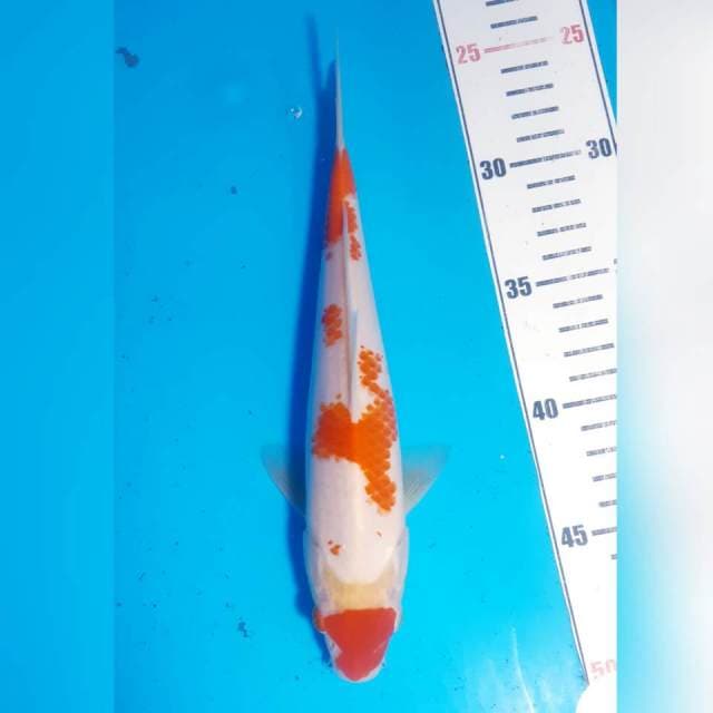 Kanoko kohaku
