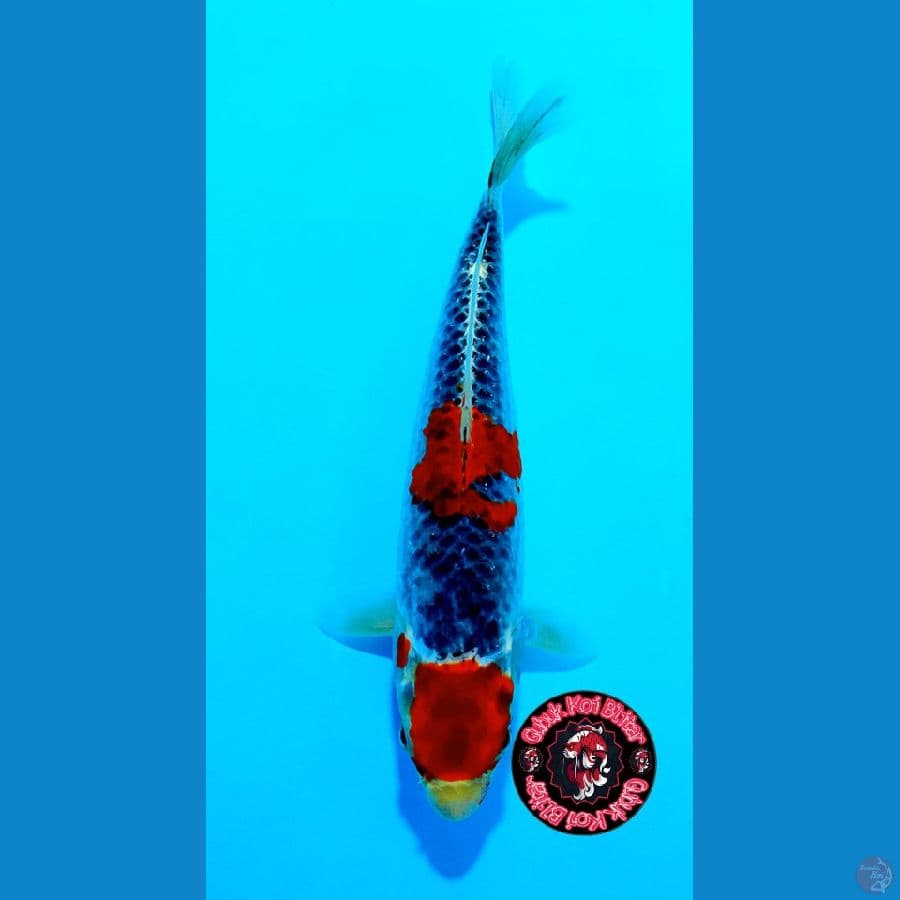 Utsukushi 3 ~ Kuro Goshiki 26cm