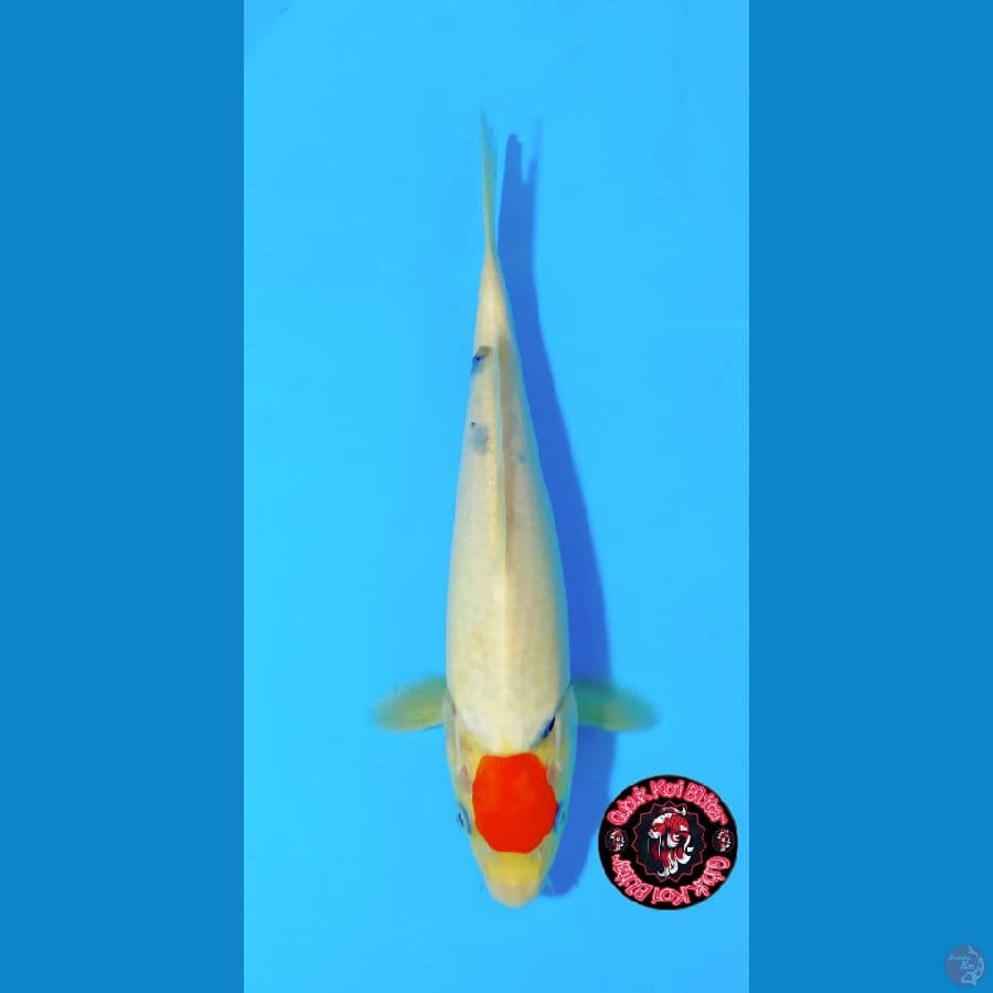 Utsukushi 6 ~ Tancho Showa Tategoi ori 25 cm/m